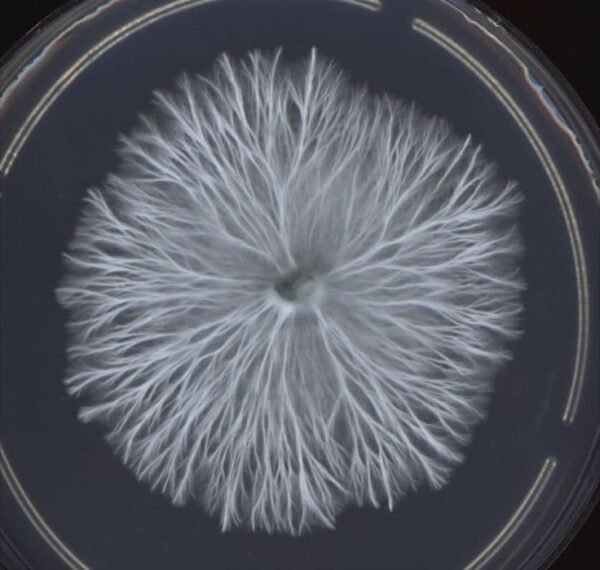 P. cubensis A-Strain Spores