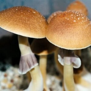 P. cubensis Fiji Spores