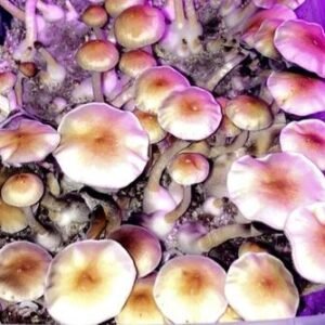 P. cubensis Albino A+ Spores