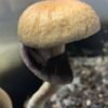 P. cubensis Blue Meanie Spores