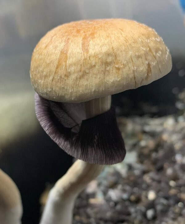 P. cubensis Blue Meanie Spores